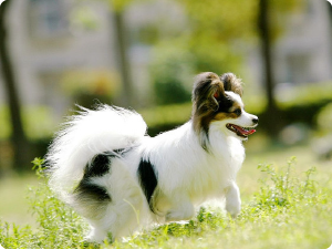 ストレスのない環境で犬・猫をお預かり