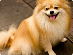 犬の社会性を養うことの大切さ