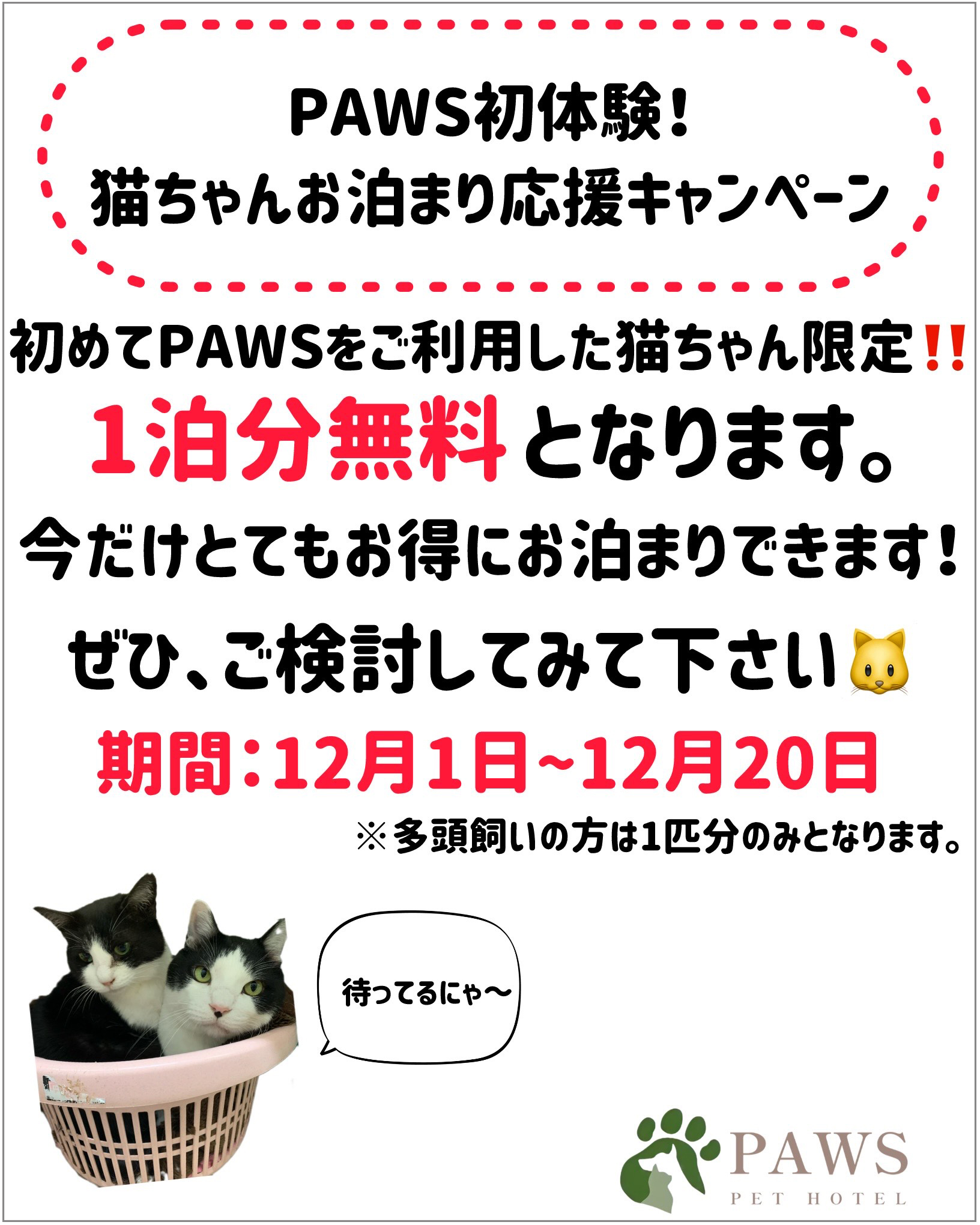 猫ちゃんキャンペーン画像