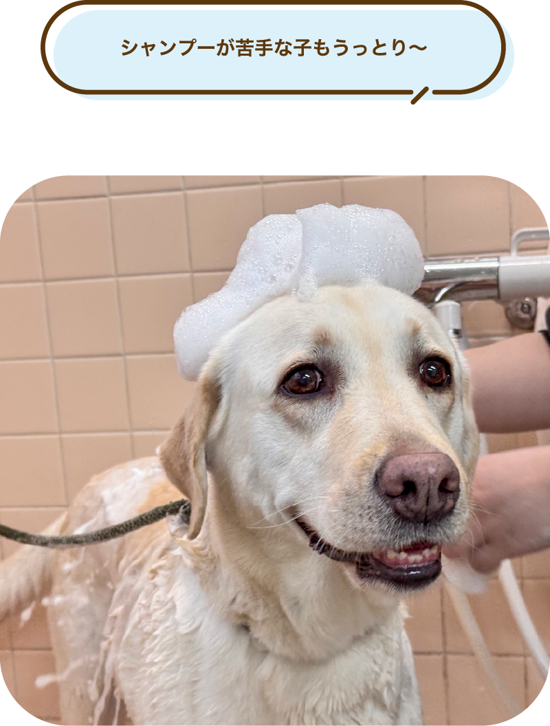 「シャンプーが苦手な子もうっとり～」西宮市・尼崎市でペットのシャンプー シャンプーが苦手な犬が泡を頭にのせてシャワーをしてもらっている