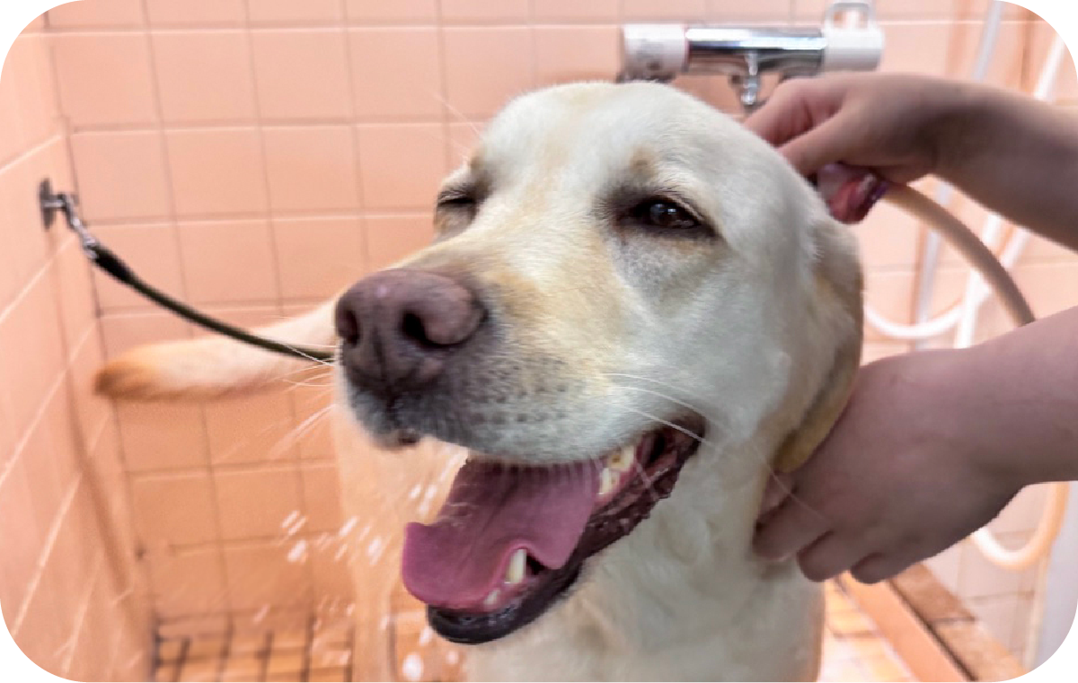西宮市・尼崎市でペットのシャンプー シャンプーが苦手な犬が気持ち良さそうにシャワーで洗ってもらっている